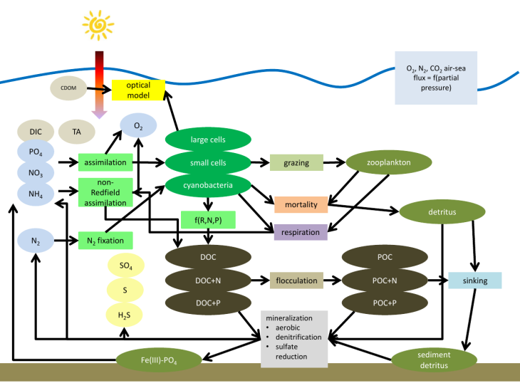 Interaction chart of the biogeochemistry submodule ERGOM