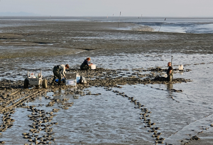 Sampling at a tidal basin at the North Sea.
